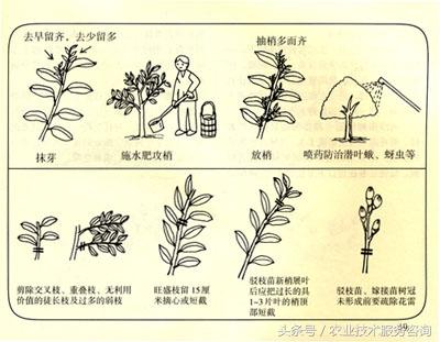 苹果树修剪口诀，果树剪枝顺口溜大全（果树修剪口诀）