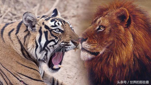 介绍一下老虎百兽之王，百兽之王是老虎还是狮子