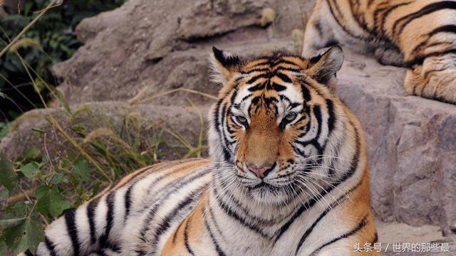 介绍一下老虎百兽之王，百兽之王是老虎还是狮子