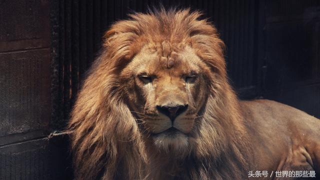 介绍一下老虎百兽之王，百兽之王是老虎还是狮子