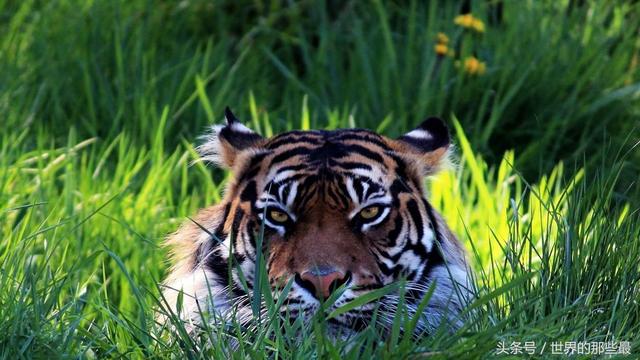 介绍一下老虎百兽之王，百兽之王是老虎还是狮子