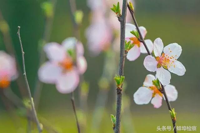乍暖还寒的意思，乍暖还寒是什么意思（关于春天的成语，你能数出几个）