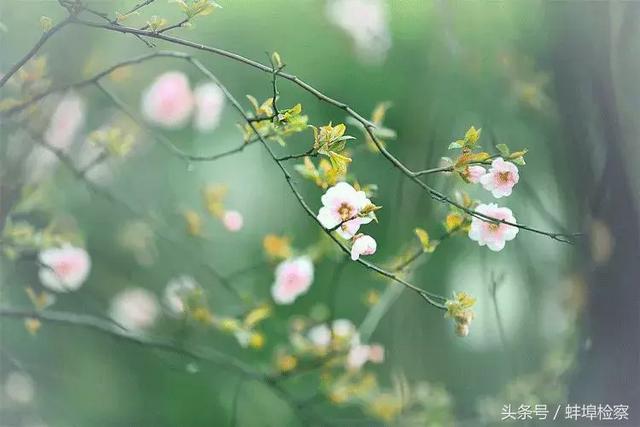 乍暖还寒的意思，乍暖还寒是什么意思（关于春天的成语，你能数出几个）