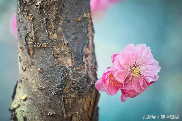 乍暖还寒的意思，乍暖还寒是什么意思（关于春天的成语，你能数出几个）