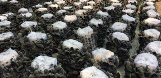 十种木耳种植方法，附塑料袋地栽技术
