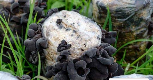 十种木耳种植方法，附塑料袋地栽技术