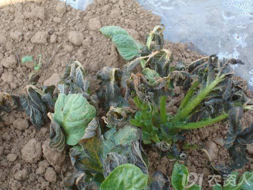 什么是菌悬液，浓菌液和菌悬液区别（植物霜冻，一次说清楚）