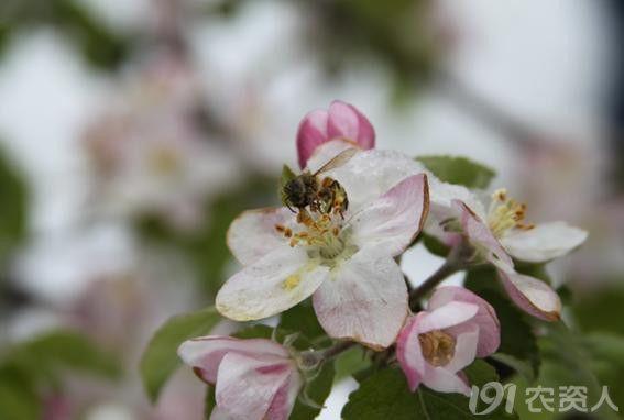 什么是菌悬液，浓菌液和菌悬液区别（植物霜冻，一次说清楚）