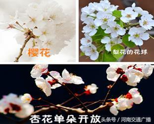 梅和桃花的区别，梅花和桃花有什么区别（桃花、李花、梅花、樱花）