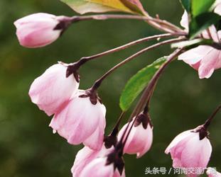 梅和桃花的区别，梅花和桃花有什么区别（桃花、李花、梅花、樱花）