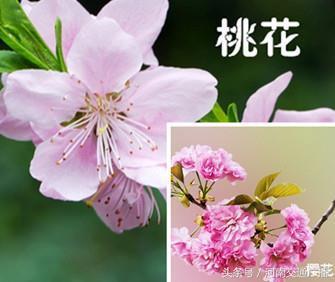 梅和桃花的区别，梅花和桃花有什么区别（桃花、李花、梅花、樱花）