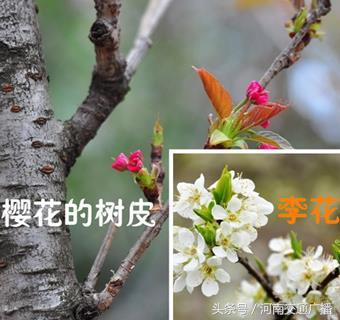 梅和桃花的区别，梅花和桃花有什么区别（桃花、李花、梅花、樱花）