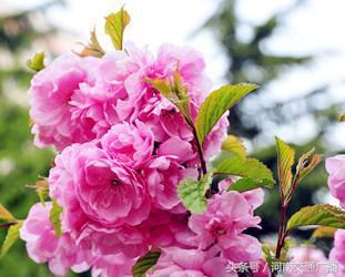 梅和桃花的区别，梅花和桃花有什么区别（桃花、李花、梅花、樱花）