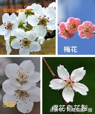 梅和桃花的区别，梅花和桃花有什么区别（桃花、李花、梅花、樱花）