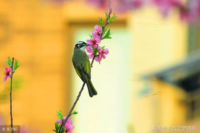 新坟为什么要春分前上，上坟春分前几天（七绝：《春分思亲》）