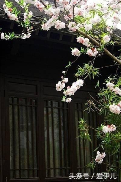春的诗篇 | 四季诗词诵读素材(有译文注释)，为孩子收藏起来
