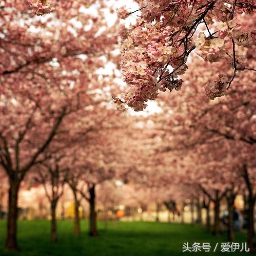 春的诗篇 | 四季诗词诵读素材(有译文注释)，为孩子收藏起来