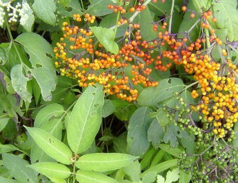 接骨草的功效与作用，接骨草的用法接骨草的功效与作用（接骨草可以当菜吃吗）