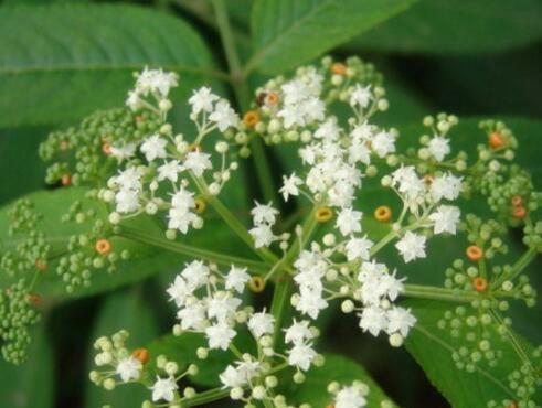 接骨草的功效与作用，接骨草的用法接骨草的功效与作用（接骨草可以当菜吃吗）