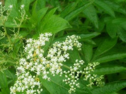 接骨草的功效与作用，接骨草的用法接骨草的功效与作用（接骨草可以当菜吃吗）