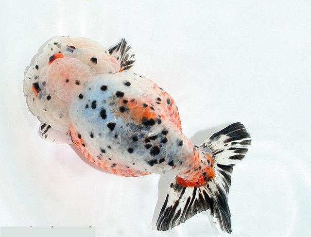 自来水养鱼怎么处理水，如何用自己家的自来水养小金鱼（自来水可不可以给鱼直接换水呢）