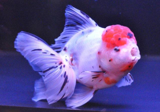 自来水养鱼怎么处理水，如何用自己家的自来水养小金鱼（自来水可不可以给鱼直接换水呢）