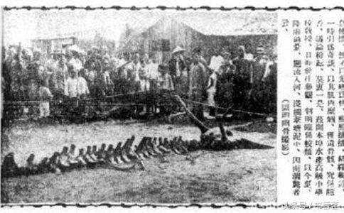 世界上有龙的存在吗，世界上真的有龙吗（为什么6000多年就有了龙）