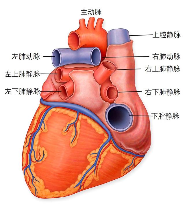 七窍玲珑心指什么人，七窍玲珑心是谁（其实我们每个人的心都有9窍）