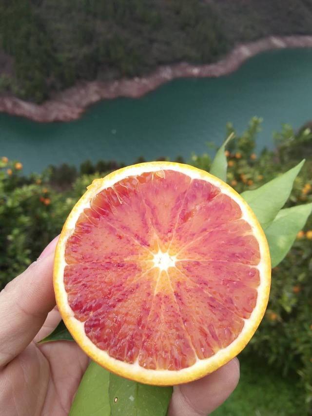 红橙和血橙的区别有哪些，血橙好还是红心脐橙好（手把手教你辨别红橙和血橙）