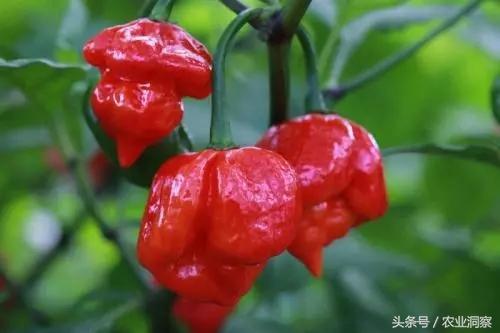 中国辣椒品种大全，辣椒的种类（中国从南到北11种最能赚钱的辣椒）