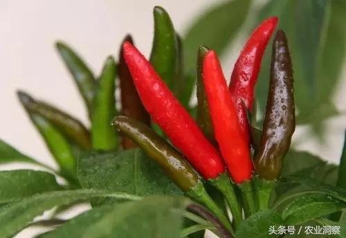 中国辣椒品种大全，辣椒的种类（中国从南到北11种最能赚钱的辣椒）