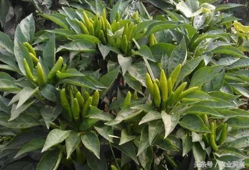 中国辣椒品种大全，辣椒的种类（中国从南到北11种最能赚钱的辣椒）