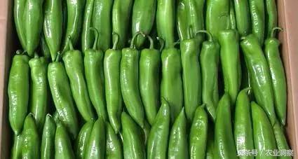 中国辣椒品种大全，辣椒的种类（中国从南到北11种最能赚钱的辣椒）