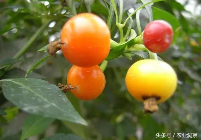 中国辣椒品种大全，辣椒的种类（中国从南到北11种最能赚钱的辣椒）