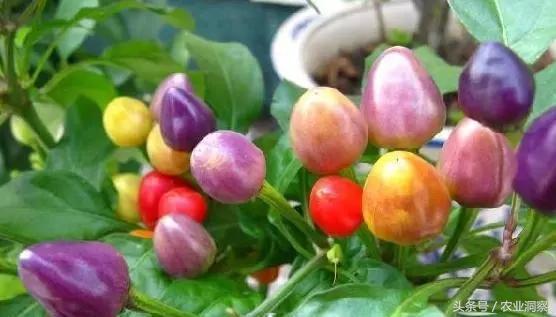 中国辣椒品种大全，辣椒的种类（中国从南到北11种最能赚钱的辣椒）