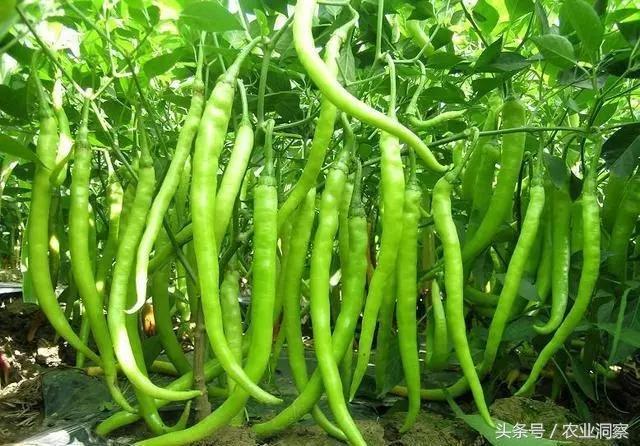 中国辣椒品种大全，辣椒的种类（中国从南到北11种最能赚钱的辣椒）