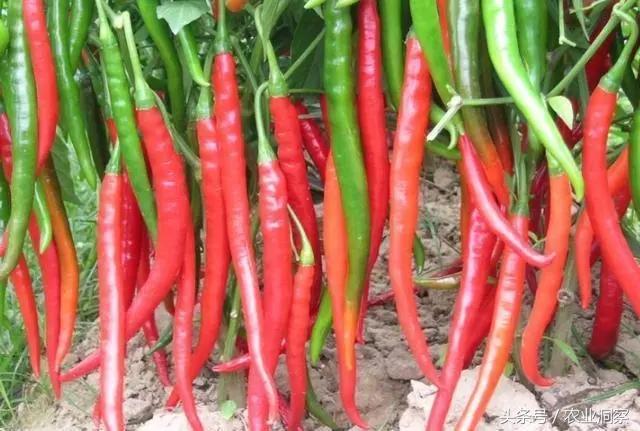 中国辣椒品种大全，辣椒的种类（中国从南到北11种最能赚钱的辣椒）