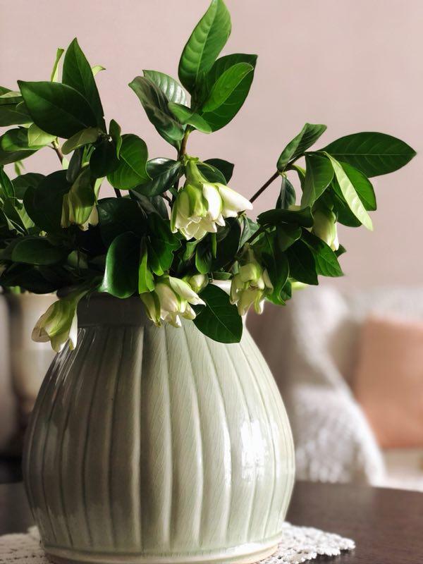 香荚蒾，让我们的孩子对这些花有更多的了解（香荚蒾图片）