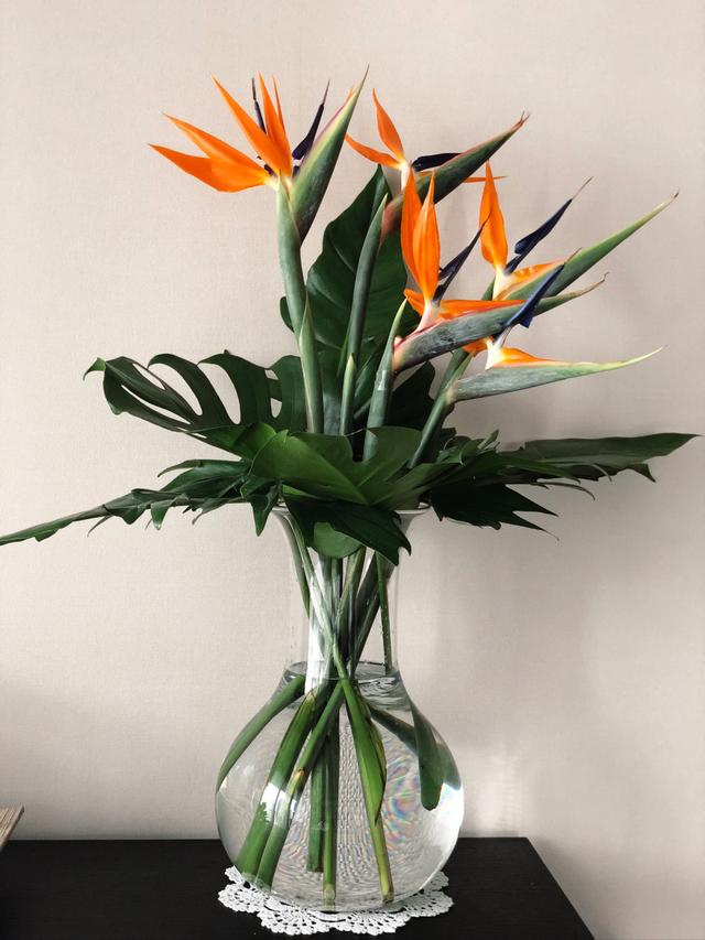 香荚蒾，让我们的孩子对这些花有更多的了解（香荚蒾图片）