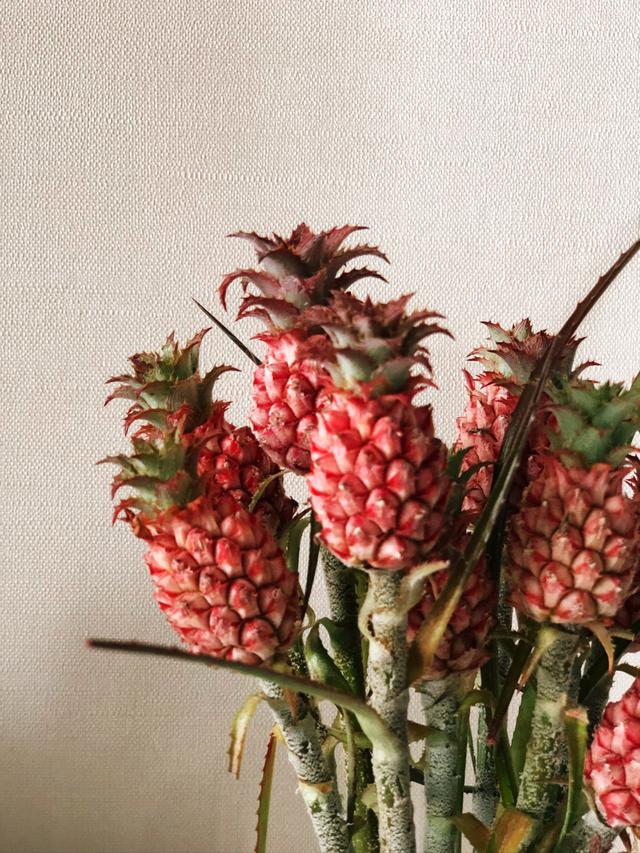 香荚蒾，让我们的孩子对这些花有更多的了解（香荚蒾图片）