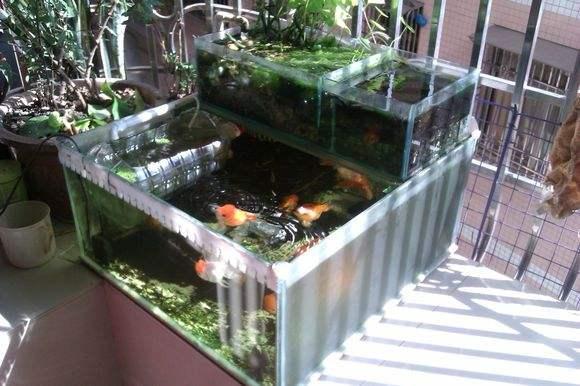 如何喂养观赏鱼，怎么喂养观赏鱼（观赏鱼的喂食技巧）