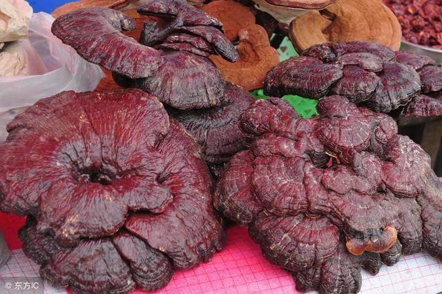 冬虫夏草哪三类人不宜吃，虫草有哪三类人不能吃（乳腺癌患者能否吃人参、灵芝和冬虫夏草）