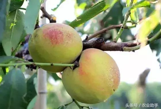 黄桃的种植技术，黄桃的种植技术及管理（黄桃全套栽培管理技术）