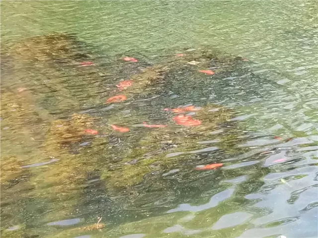 天涯明月刀江南龙井茶园创作画卷墨宝，天涯明月刀笔绘江山乡间古楼（既有玉泉月夜的景致）