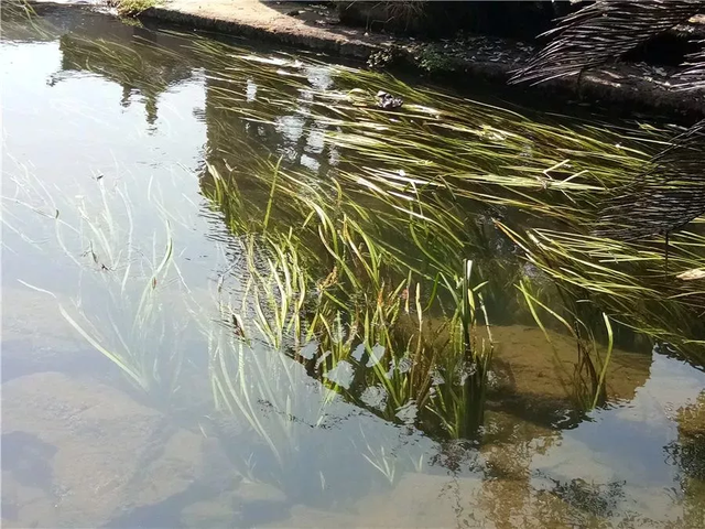 天涯明月刀江南龙井茶园创作画卷墨宝，天涯明月刀笔绘江山乡间古楼（既有玉泉月夜的景致）