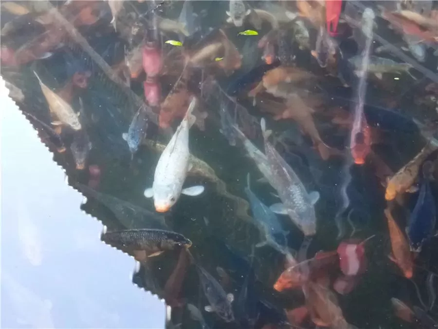 天涯明月刀江南龙井茶园创作画卷墨宝，天涯明月刀笔绘江山乡间古楼（既有玉泉月夜的景致）