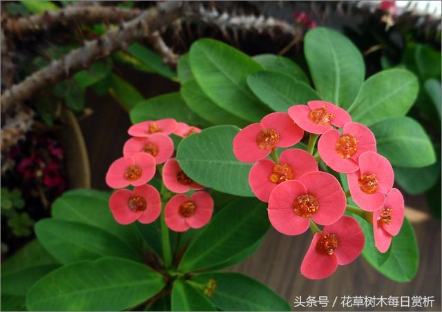 铁海棠的花语和寓意，铁海棠花的寓意和象征风水（台下风雨几时起-铁海棠）