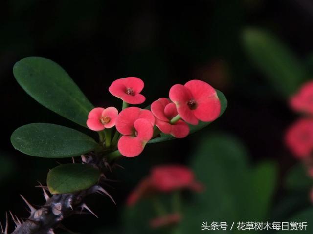 铁海棠的花语和寓意，铁海棠花的寓意和象征风水（台下风雨几时起-铁海棠）