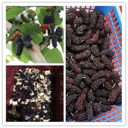 特百惠桑葚酵素的做法有哪些，特百惠桑葚醋做法（在家怎么做桑椹酵素呢）