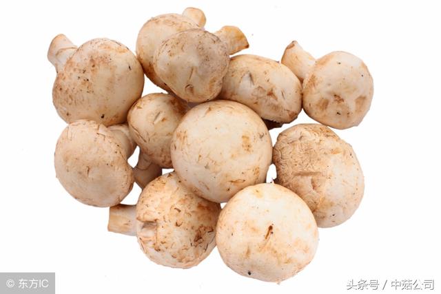 干香菇批发价格，香菇的市场价大约是多少（干香菇将涨到每斤35元以上）